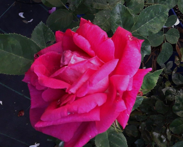 Rosa Dupuis Jamain