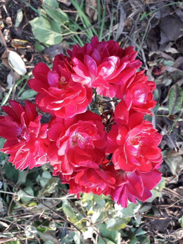 Rosa Eblouissant