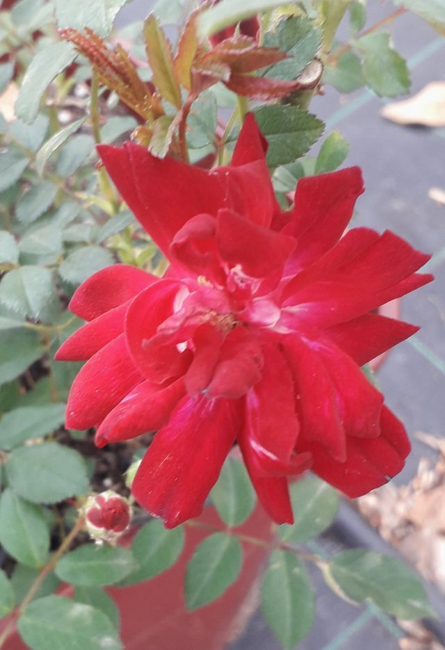 Rosa Eblouissant