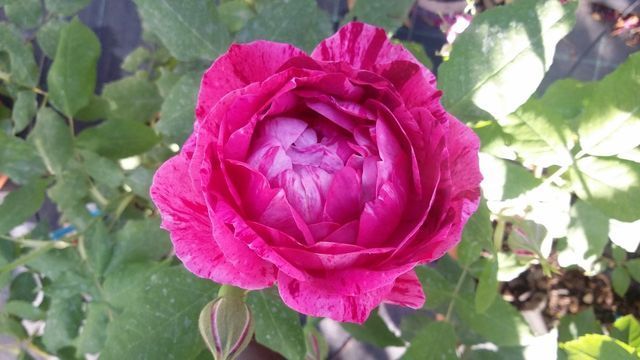 Rosa Ferdinand Pichard
