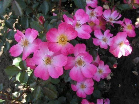 Fleurette
