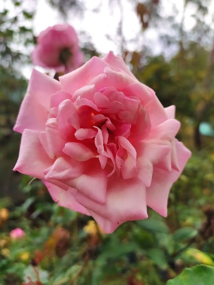 Rosa Général Tartas