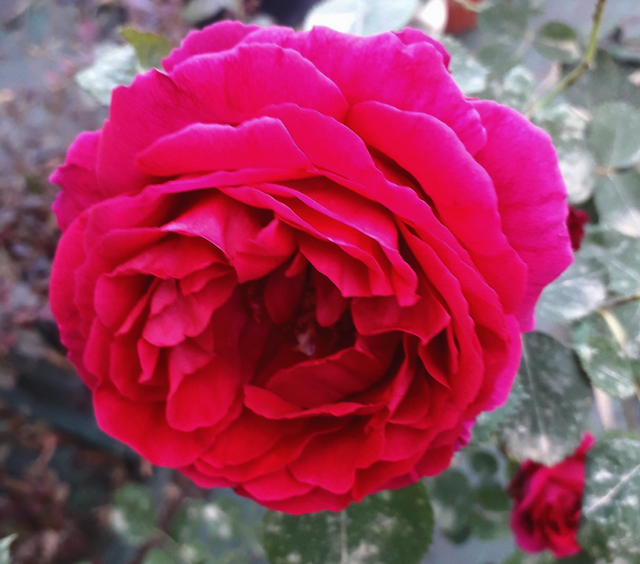 Rosa Hugh Dickson