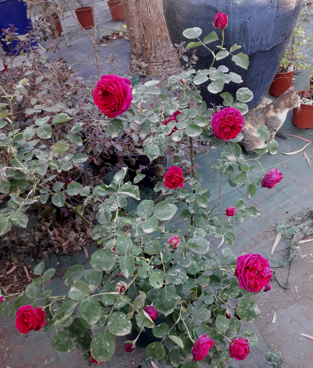 Rosa Hugh Dickson