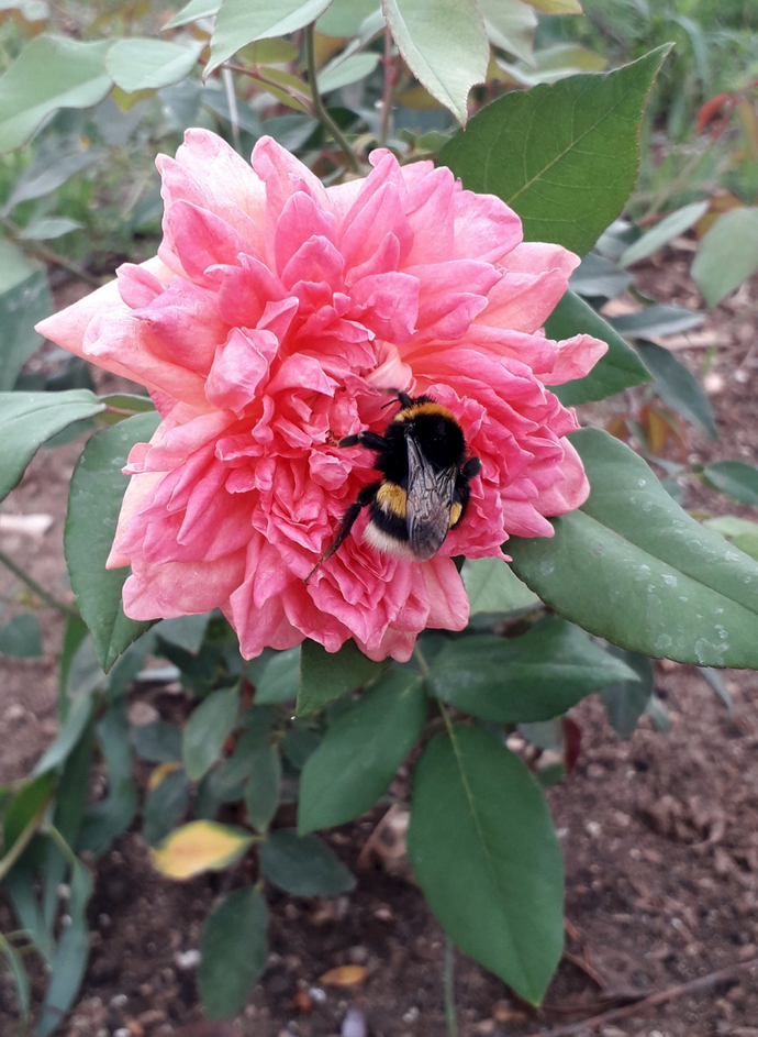 Rosa Isabella Ducrot