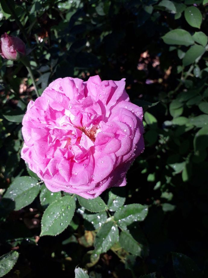 Rosa Isola di Chio