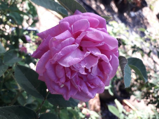 Rosa Isola di Chio