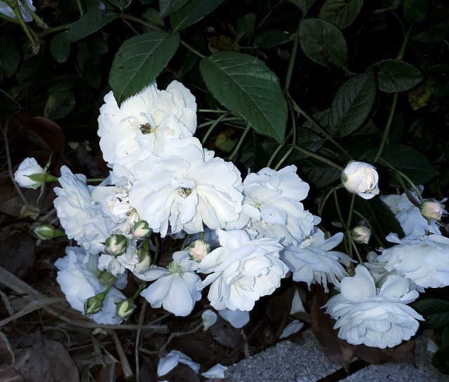Rosa Katharina Zeimet
