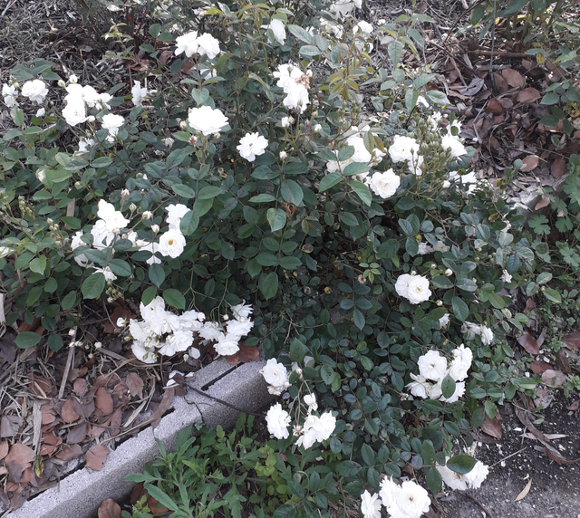 Rosa Katharina Zeimet