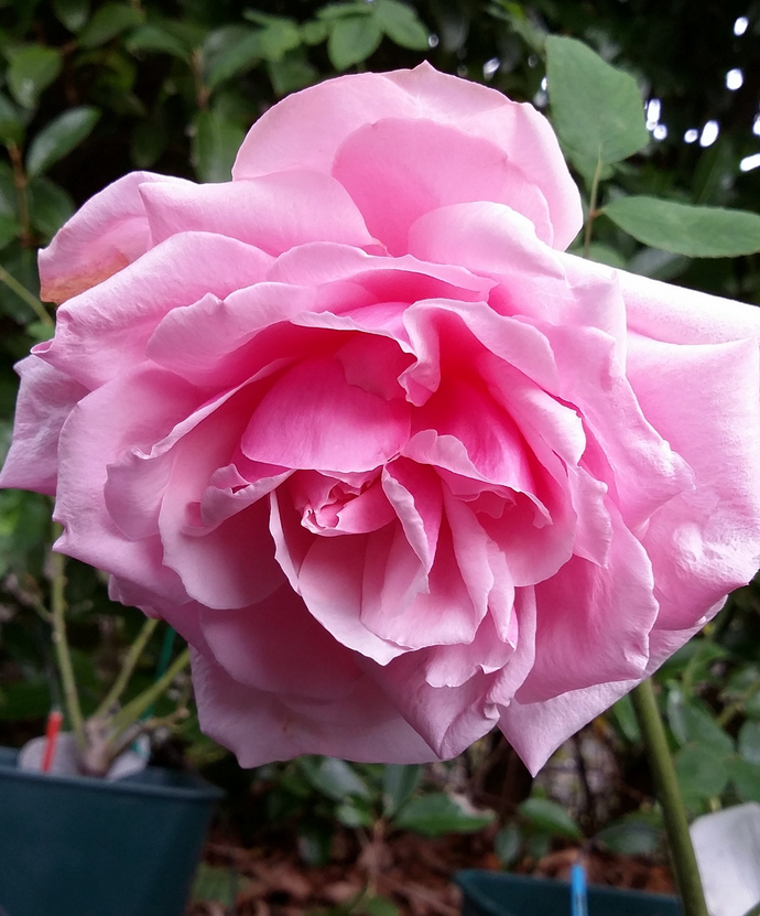 Rosa La France