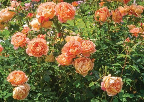 Lady of Shalott