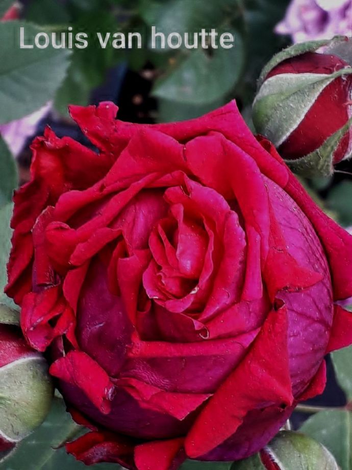Rosa Louis van Houtte
