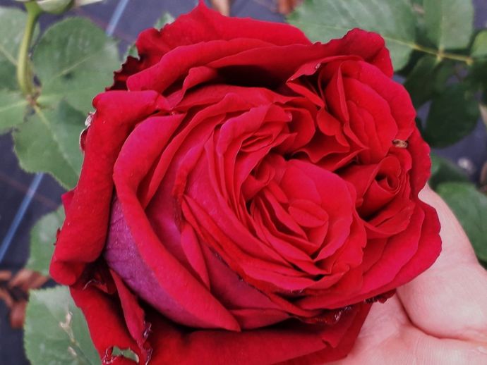 Rosa Louis van Houtte