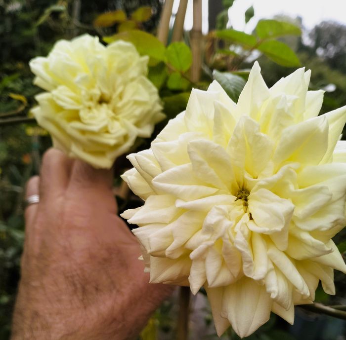 Rosa M.me Louis Henry