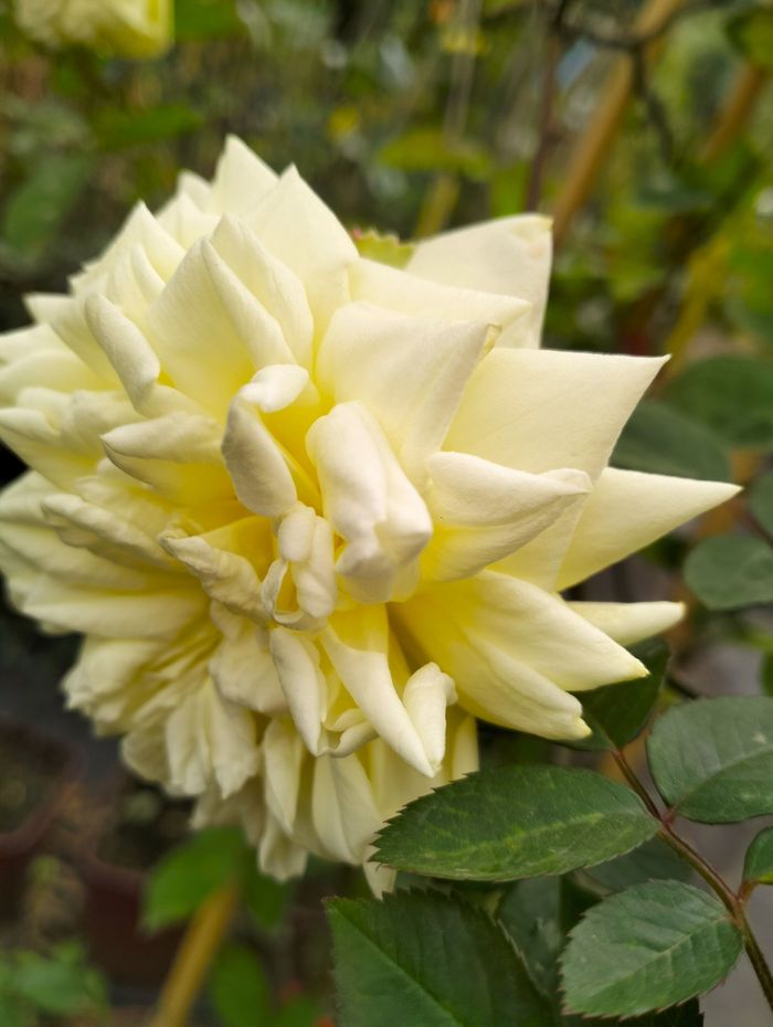 Rosa M.me Louis Henry