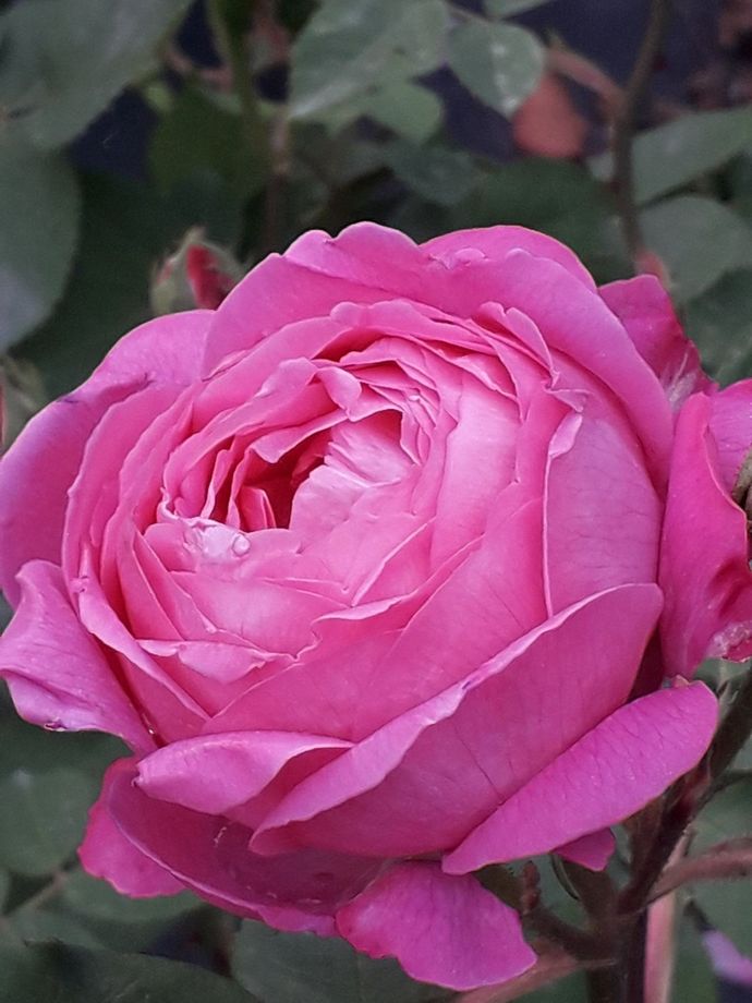 Rosa M.me Gabriel Luizet