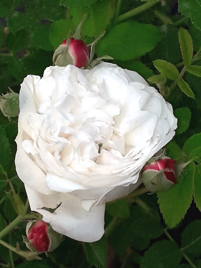 Rosa Mme Plantier