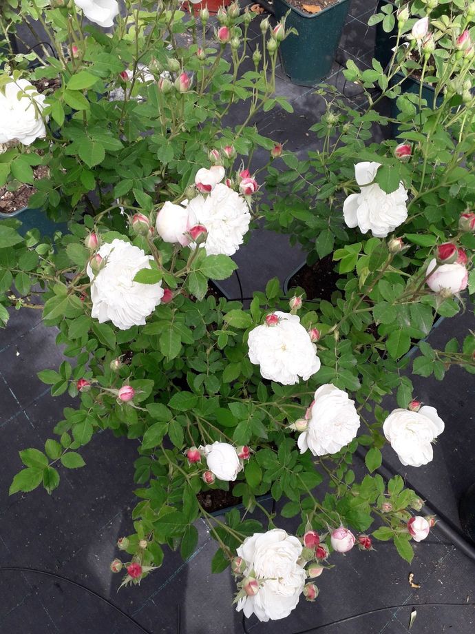 Rosa Mme Plantier