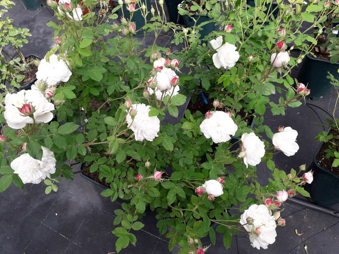 Rosa Mme Plantier