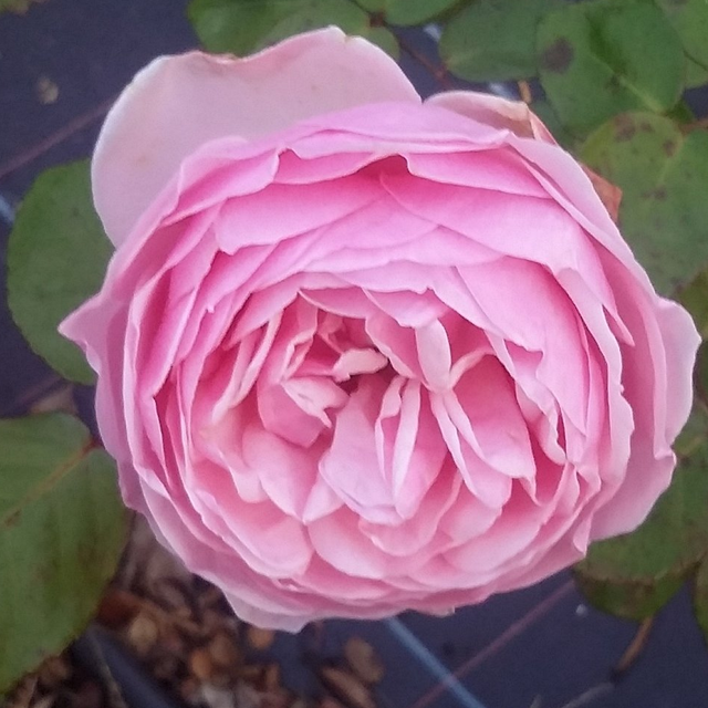   Rosa M.me Wagram