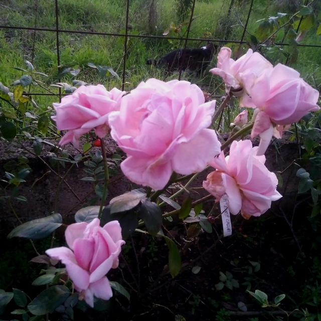 Rosa M.me Wagram