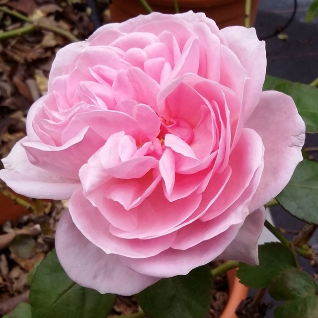   Rosa M.me Wagram