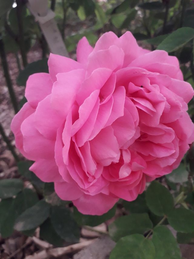 Rosa Monsieur de Morand