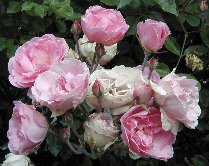 Rosa Nathalie Nypels