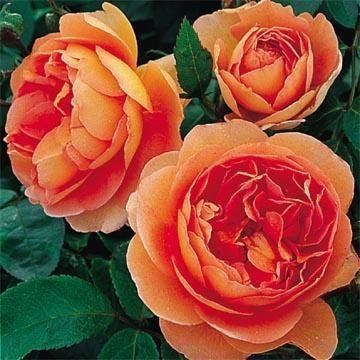 rose pianta