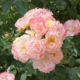 Peach Compact