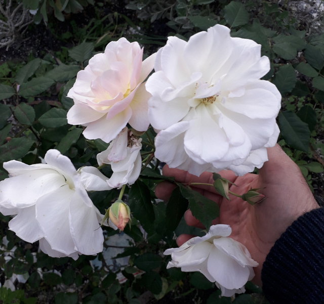 Rosa Penelope
