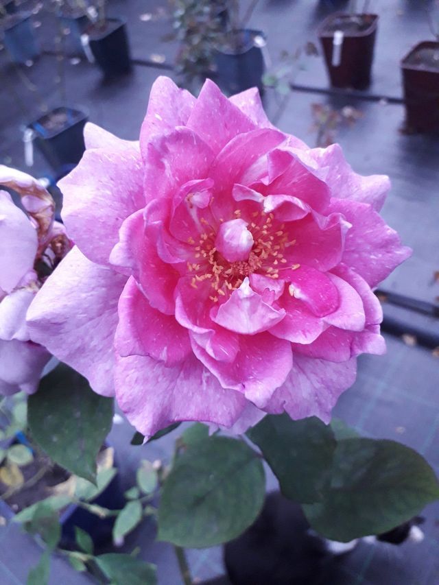 Rosa Pink Ekrixis