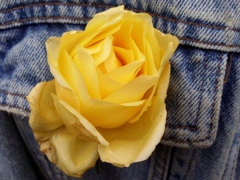 Rosa Étoile de Lyon