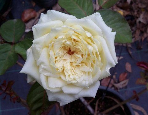 Rosa Étoile de Lyon
