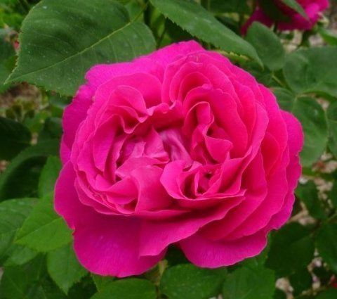 Rosa Ülrich Brunner fils