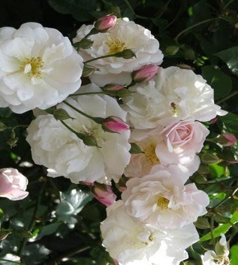 Rosa Adélaide d'Orléans
