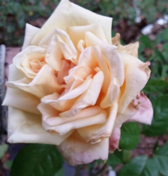 Rosa Adam (The President)