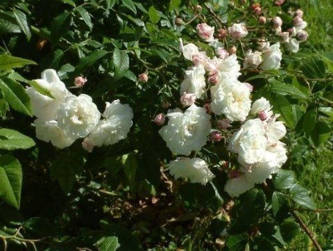 Rosa Aimée Vibert