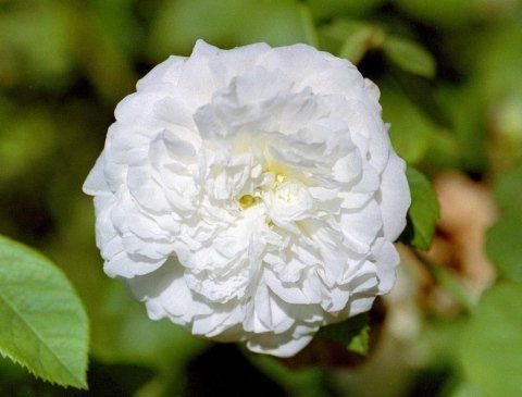 Rosa Alba Maxima
