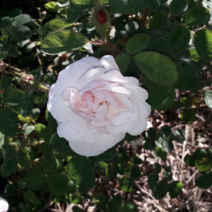 Rosa Roxburghii Plena
