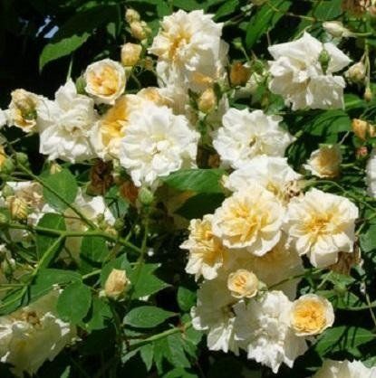 Rosa Alister Stella Gray