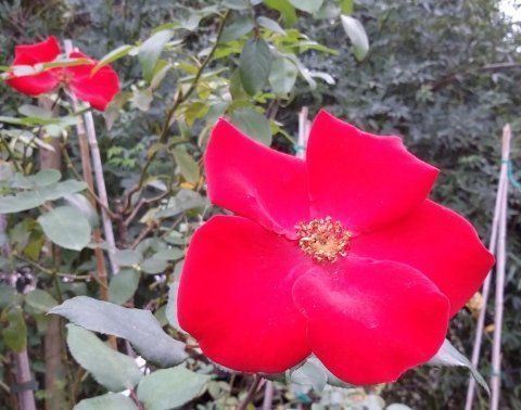 Rosa Altissimo