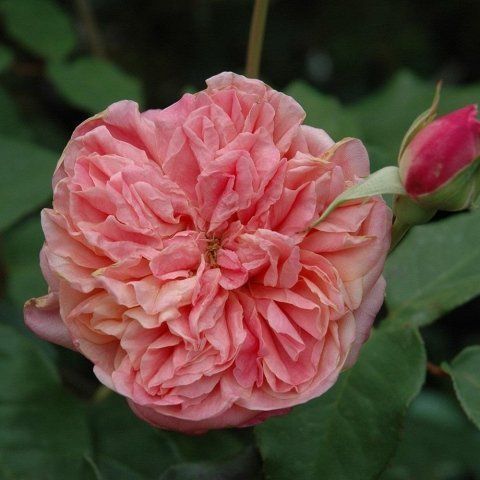 Rosa Archiduc Joseph
