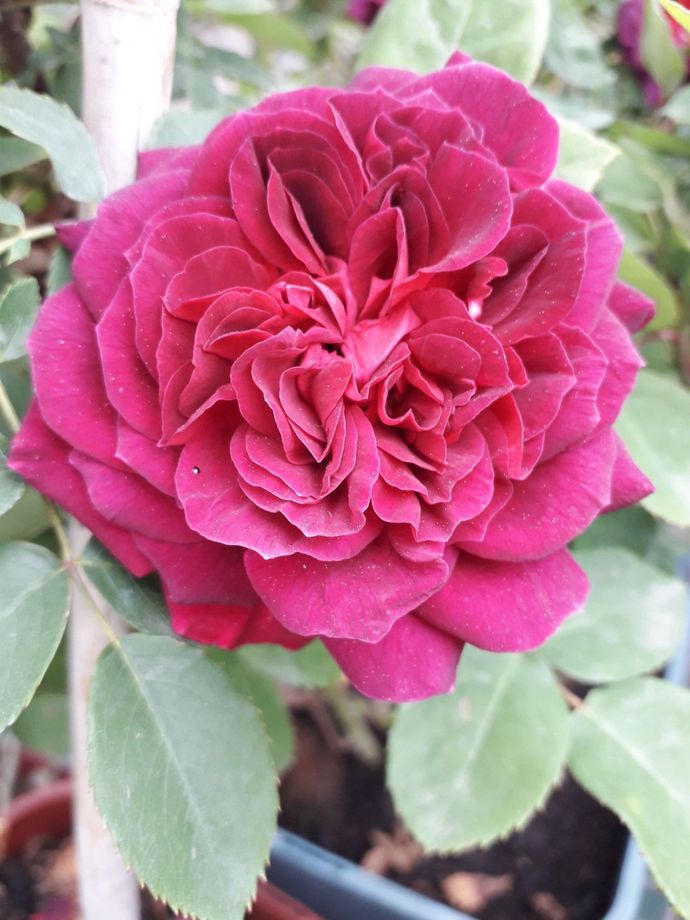 Rosa Arthur de Sansal