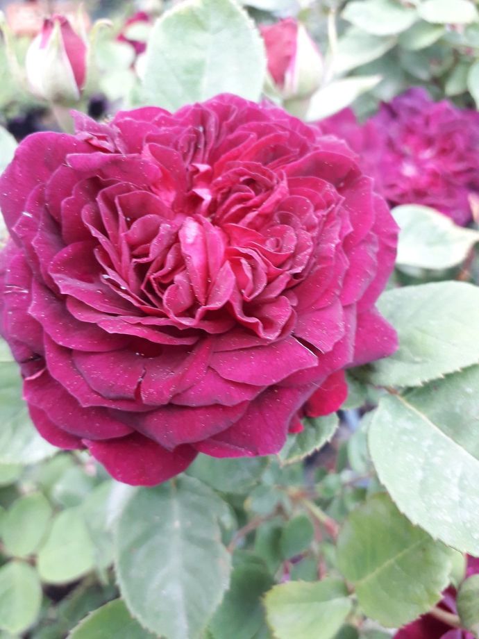 Rosa Arthur de Sansal