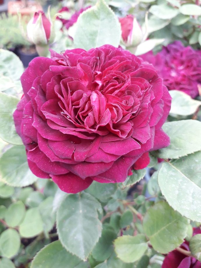 Rosa Arthur de Sansal