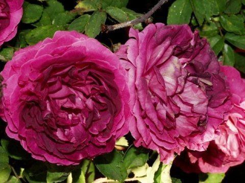Rosa Baron de Bonstetten