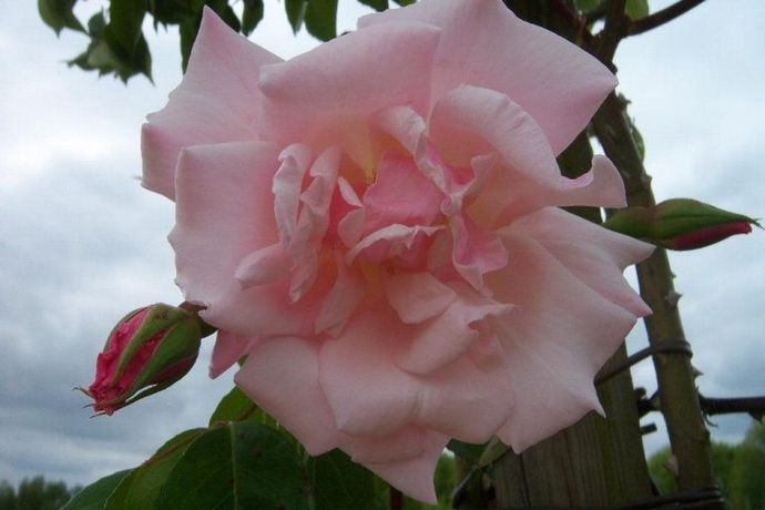 Rosa Belle Portugaise