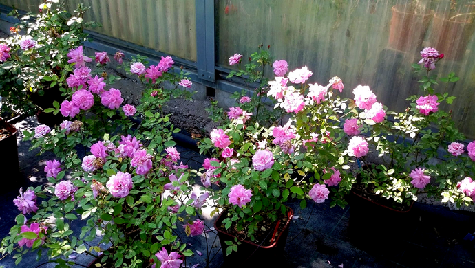 Rosa Bengala Communis