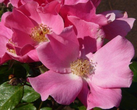Rosa Betty Prior